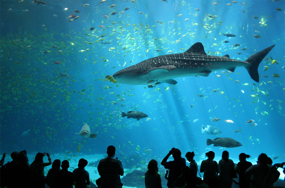 biggest aquarium in the world