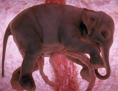 baby elephant inside womb