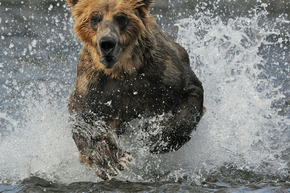 bear running through water