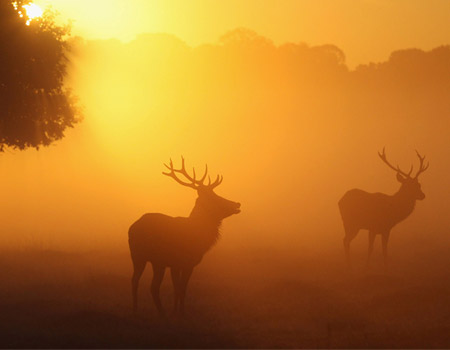 deers in the morning