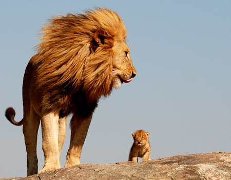 lion and son
