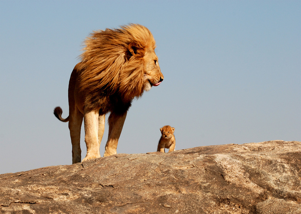 lions, father and son