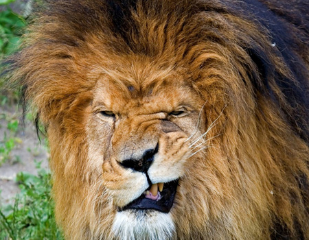 lion face expression
