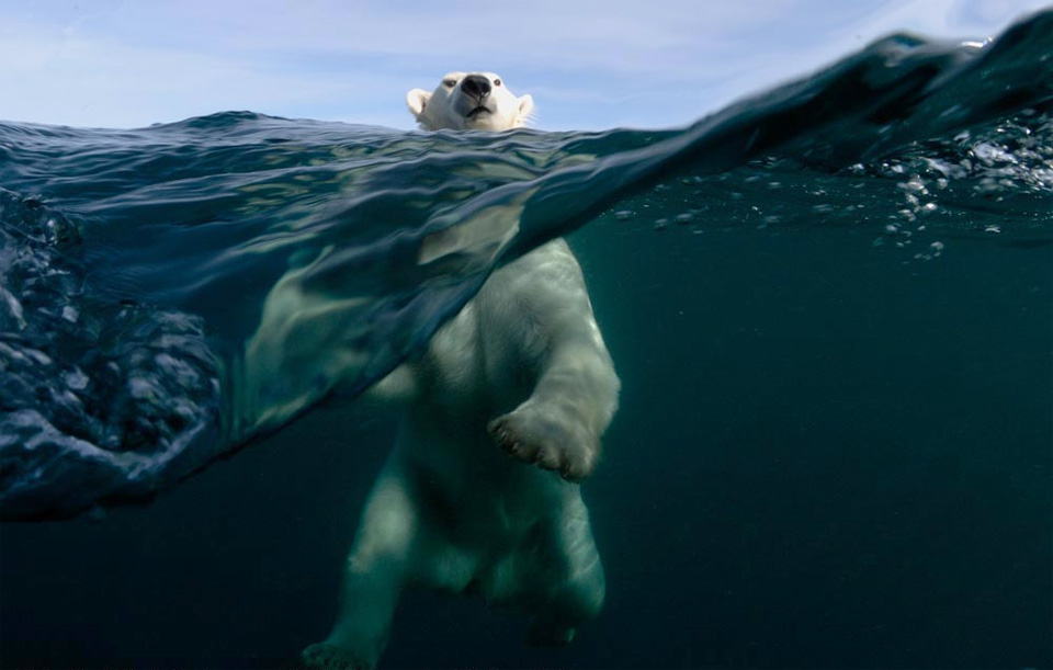polar bear swimming
