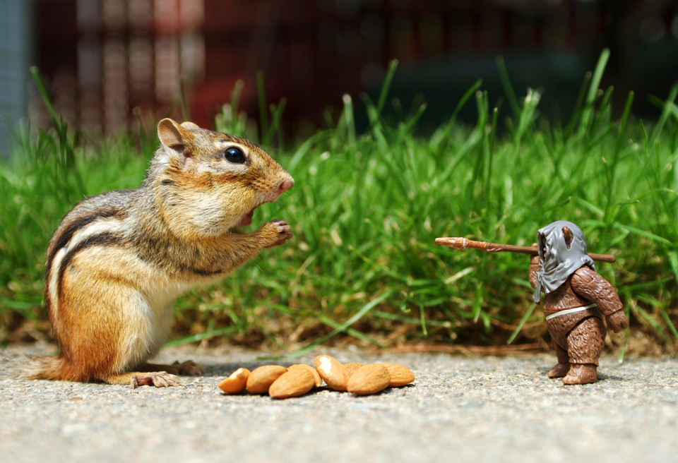 squirrel versus ewok