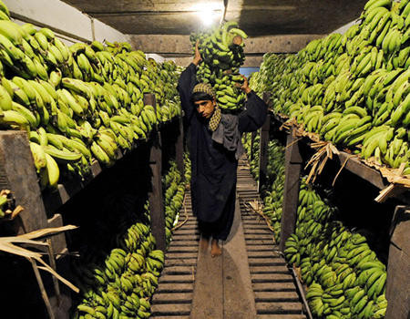 banana storage, pakistan