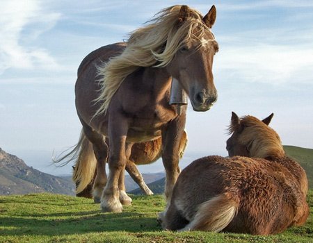 beautiful wild horses