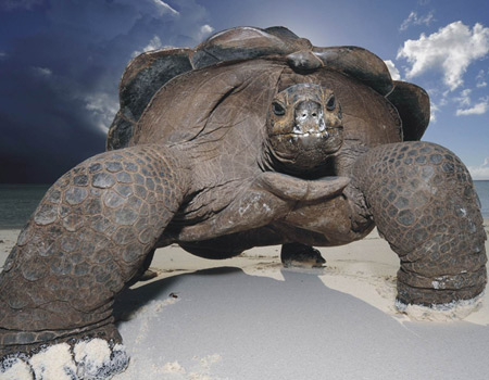 big turtle is the king of the beach
