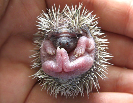cute-baby-hedgehog-thumb