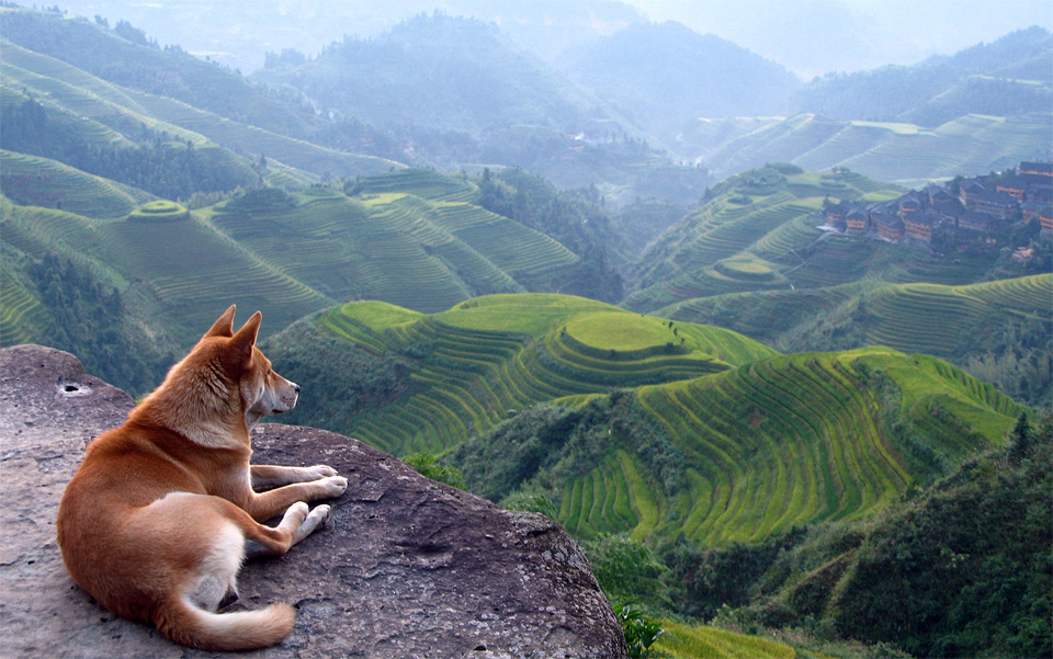 dog with the best view