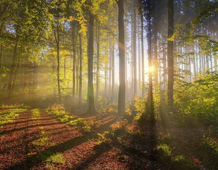 forest sunlight