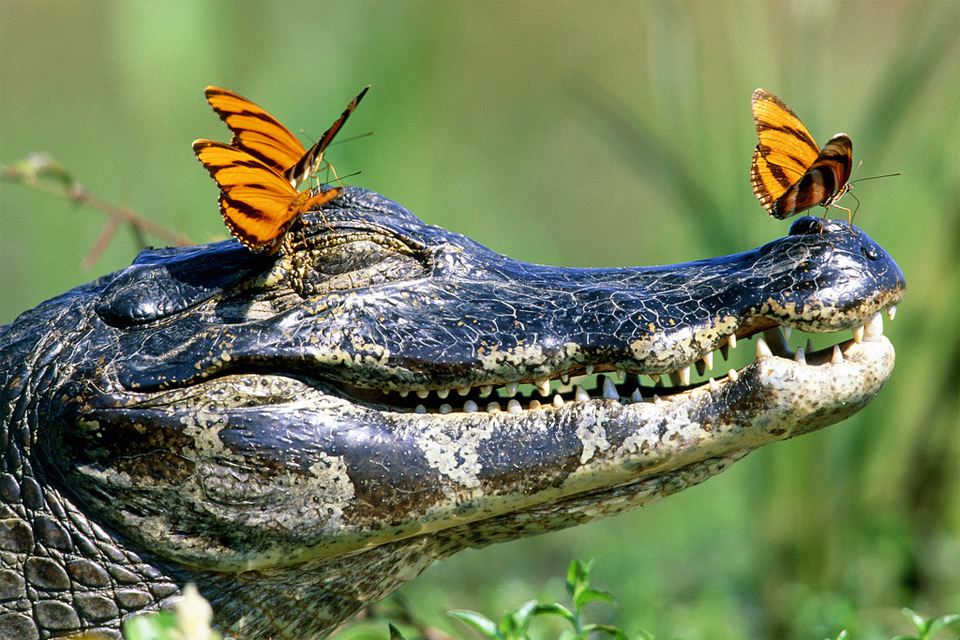 gator and the butterflies