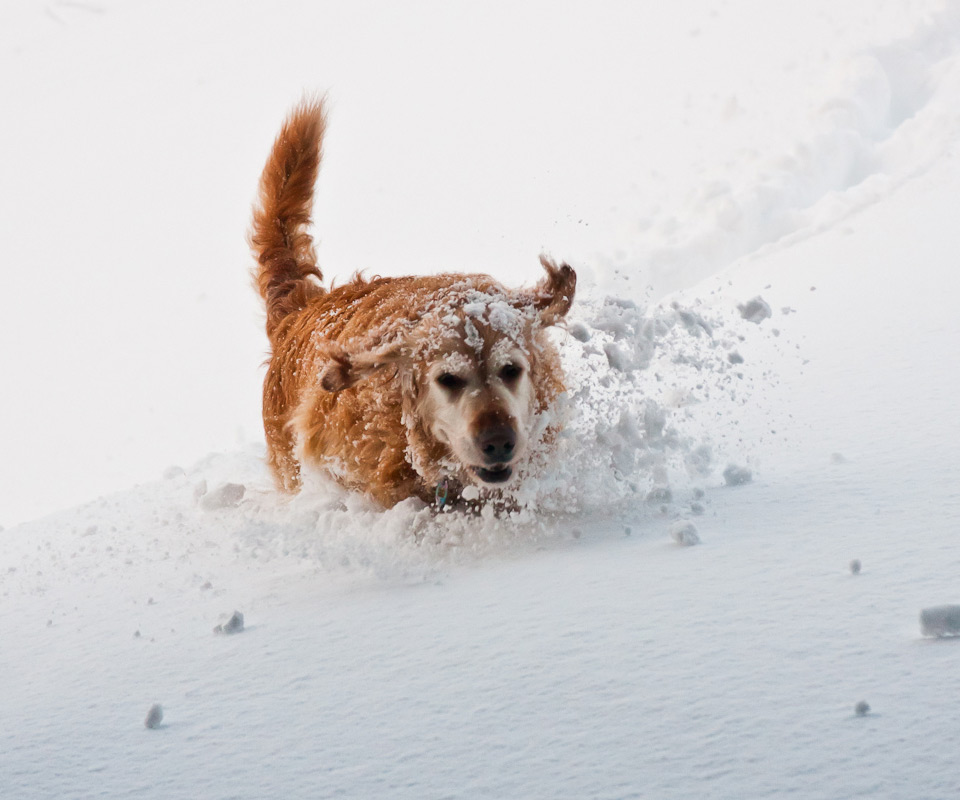 golden retriever playing in the snow
