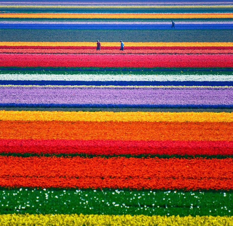 holland tulip farm