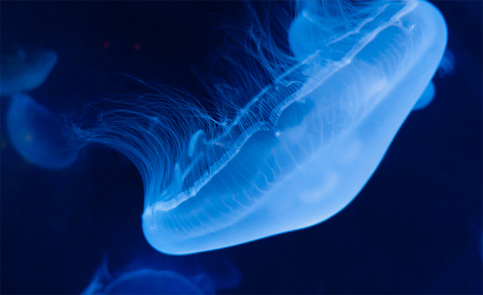 jellyfish in the dark