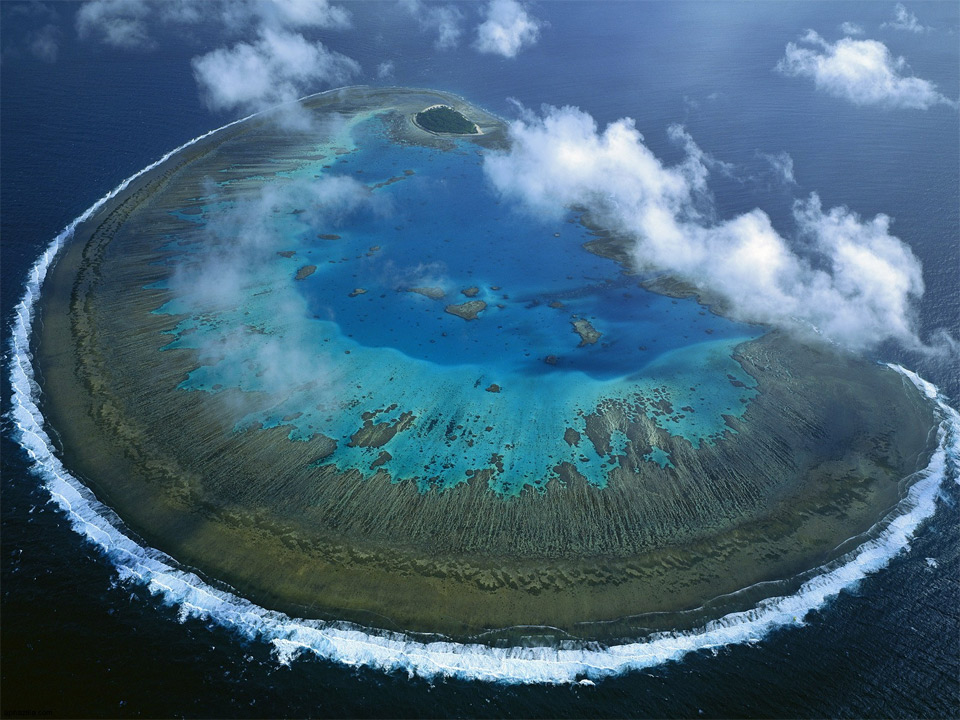 lady musgrave island coral