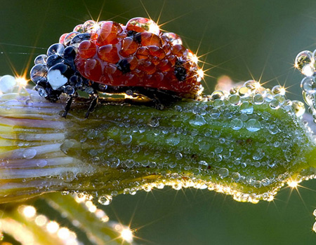 ladybug after the rain