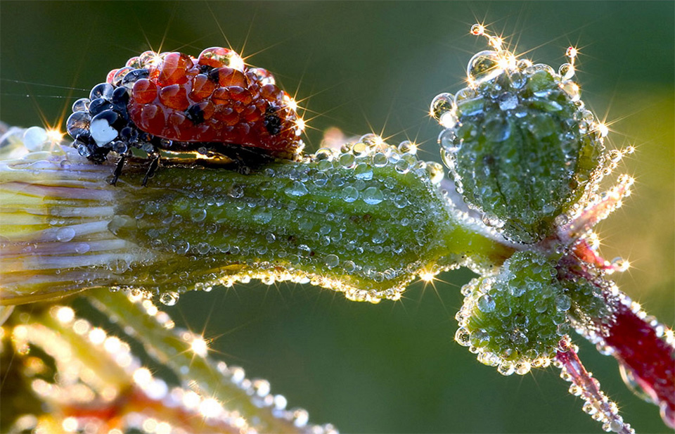 ladybug after the rain