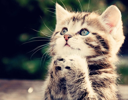 praying kitty
