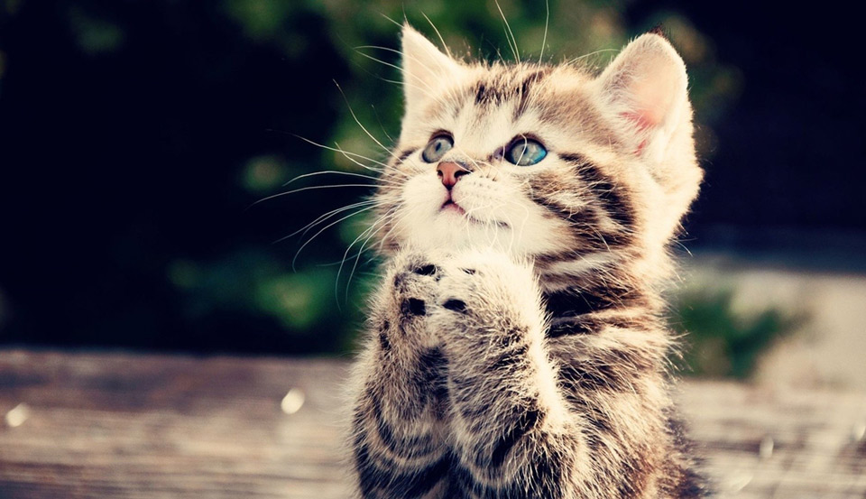 praying kitty