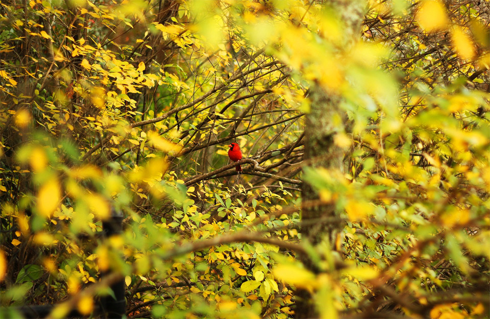 red bird in yellow tree