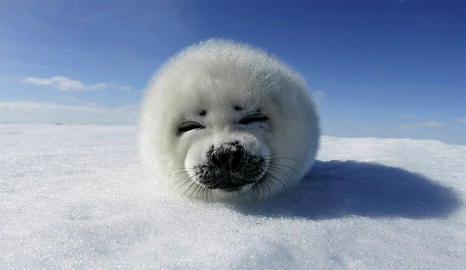 super cute baby seal