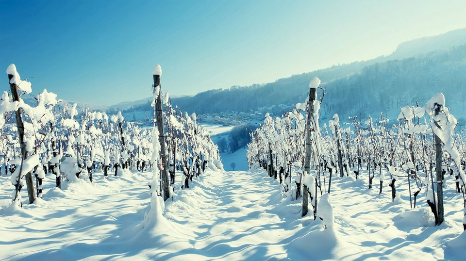 vineyard at winter