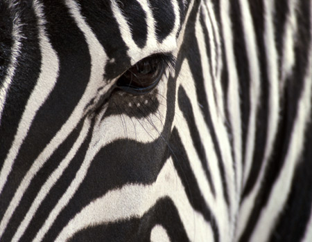 zebra eye