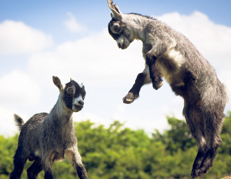 baby goats jumping