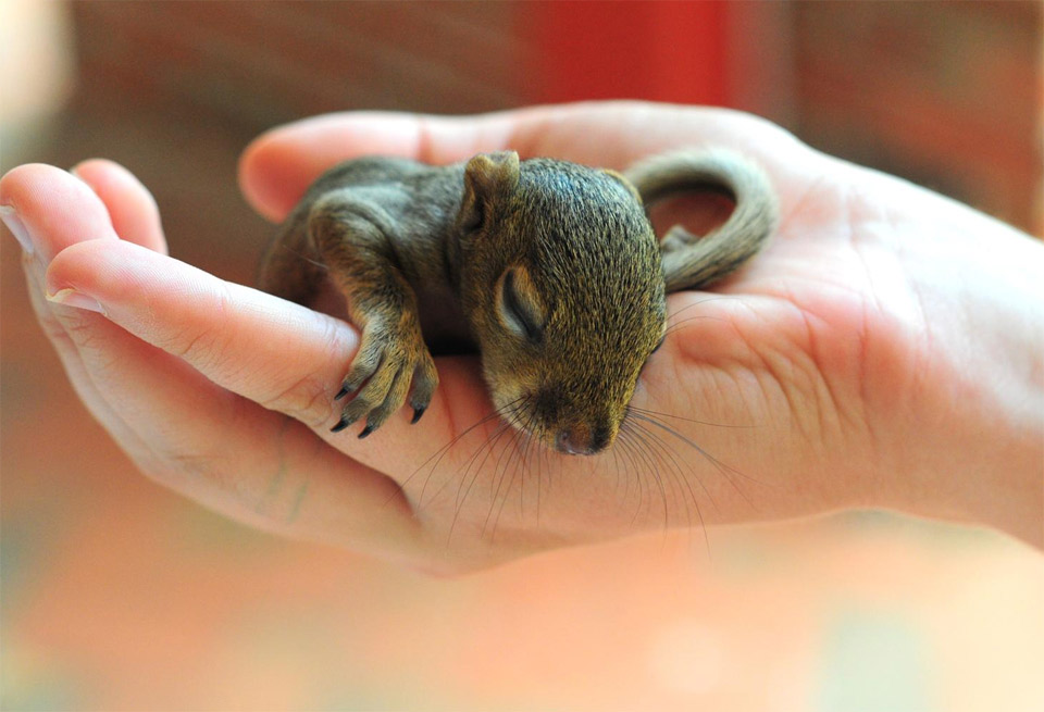 baby squirrel in good hands