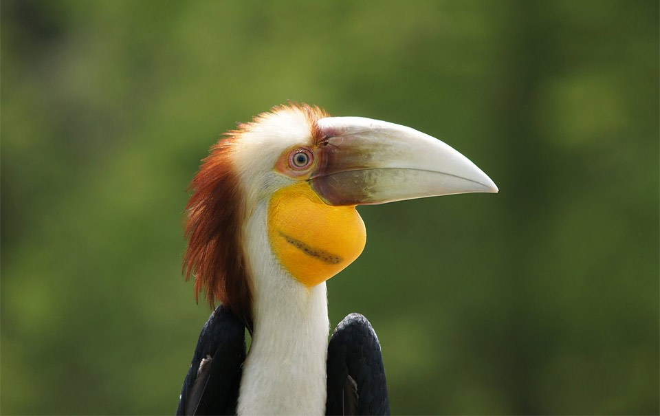 funny looking bird photo | One Big Photo