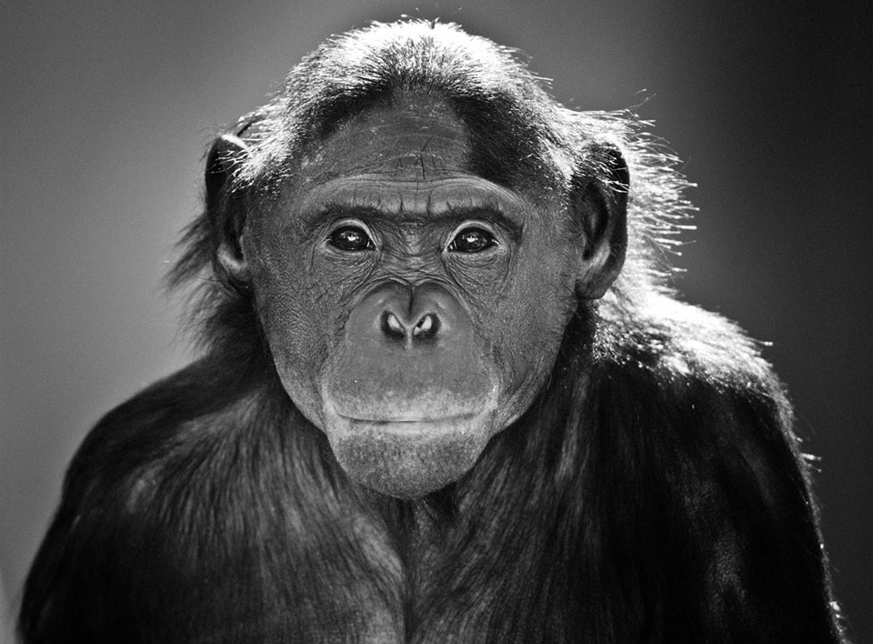 bonobo portrait