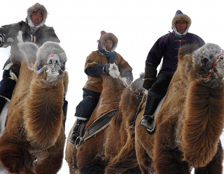 camel races, mongolia