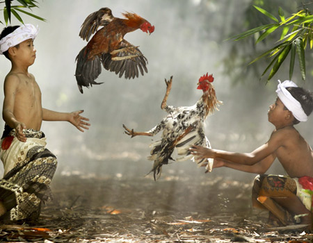 children and roosters, indonesia