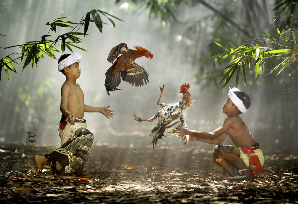 children and roosters, indonesia