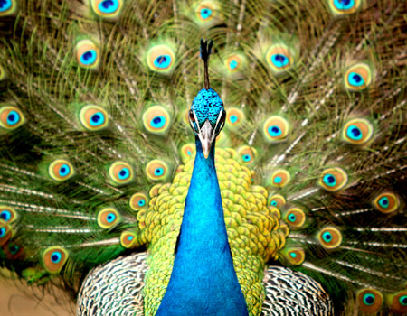 magnificent peacock