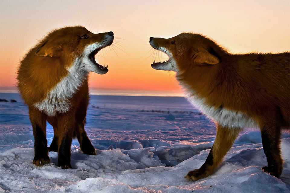 two foxes snarling at each other