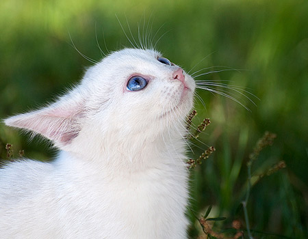 white cat – blue eyes