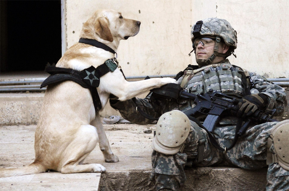 a soldier and his dog in iraq