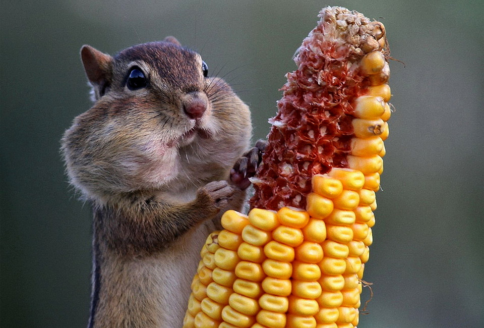 chipmunk eats corn