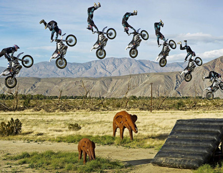 amazing motorcycle jump over elephants