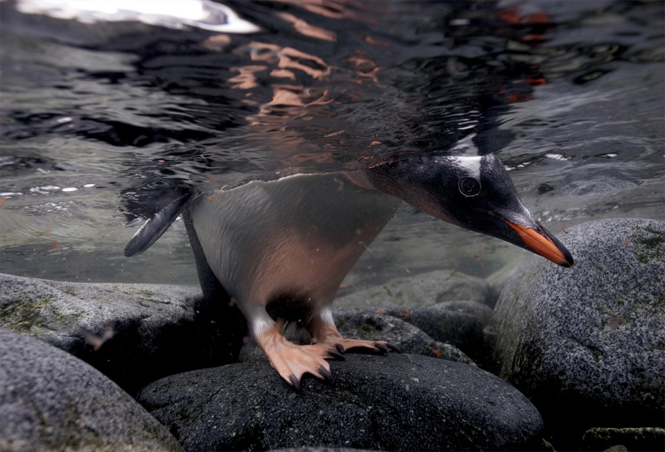 penguin underwater peek
