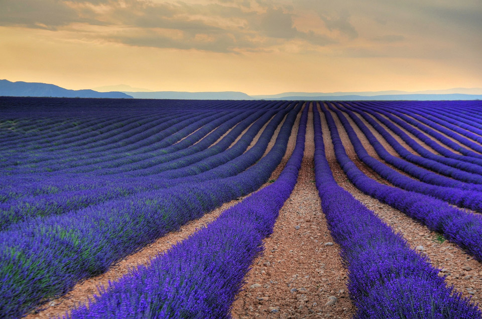 sea of lavenders, france