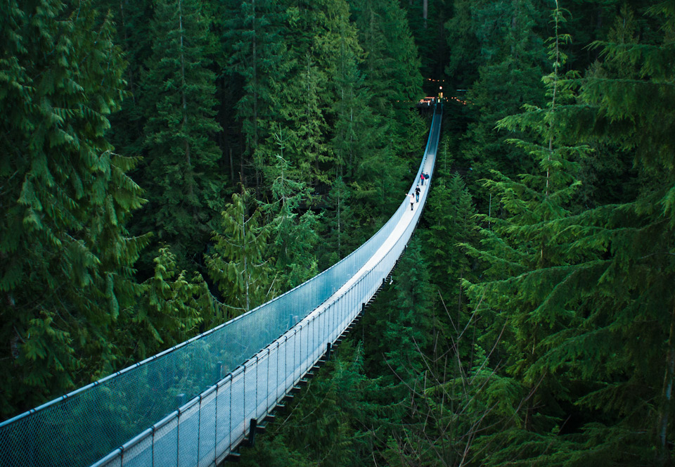 suspension bridge in canada`s forest
