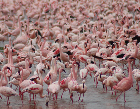 the flamingos of lake nakuru, kenya