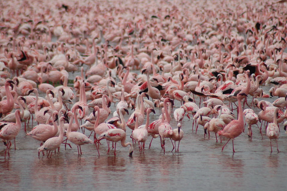 the flamingos of lake nakuru, kenya
