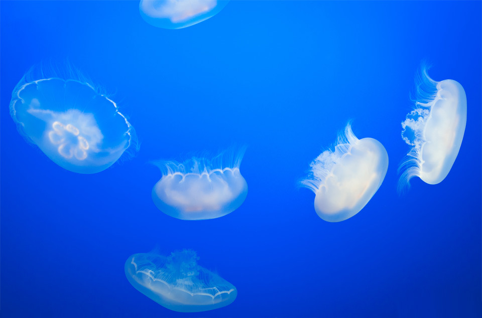 underwater jelly formation