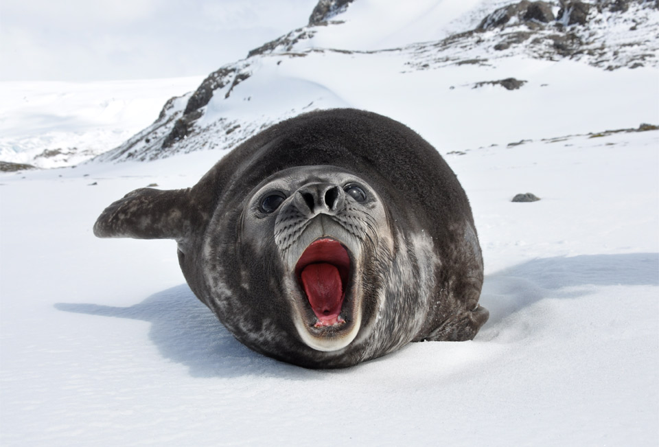 young southern elephant seal