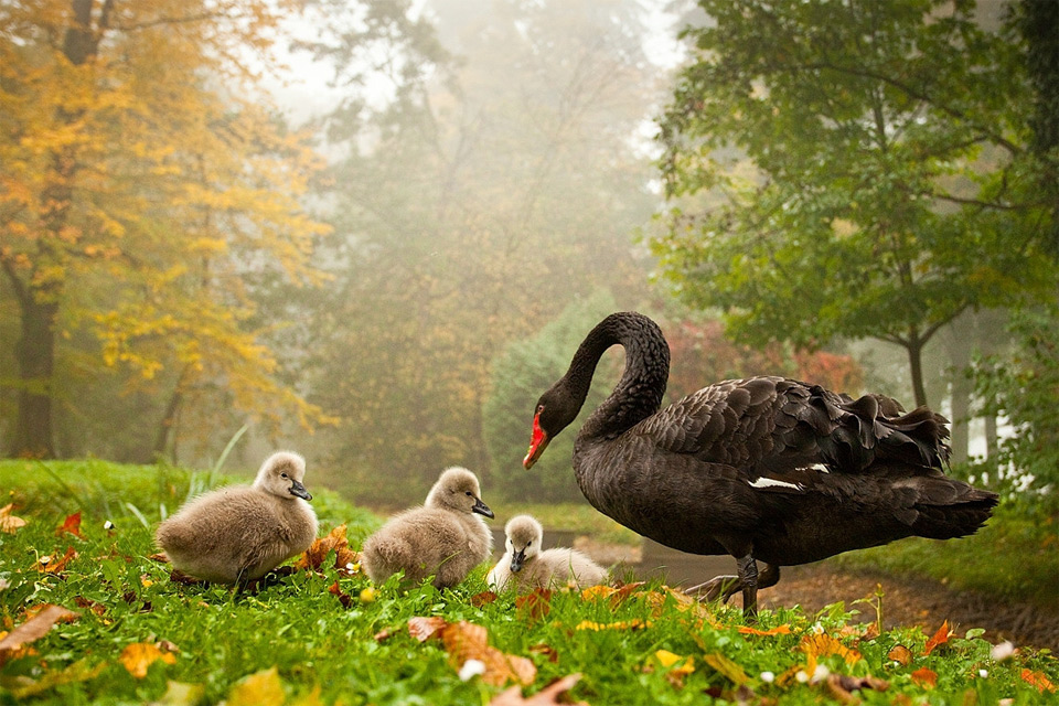 black swan with babies