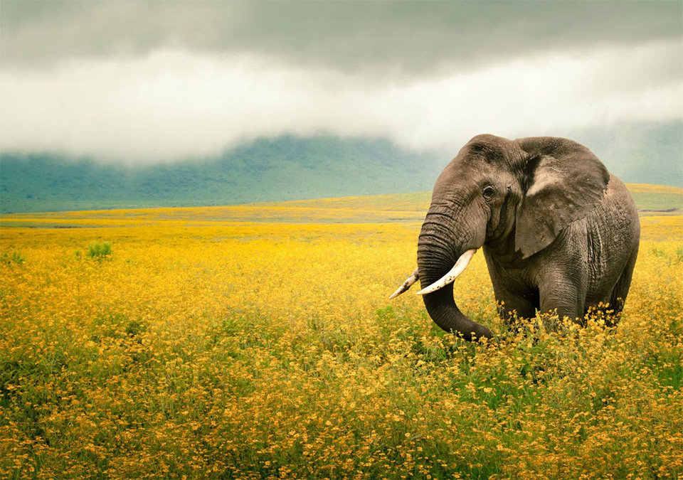 elephant in a yellow flower field